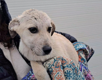 Piccolina dolcissima