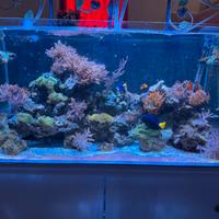 Acquario marino