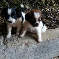 Cuccioli di maltese mix chihuahua