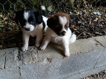 Cuccioli di maltese mix chihuahua