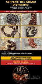 Serpenti del grano baby ( prezzo interessante)