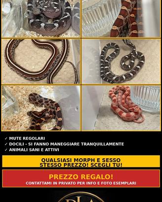 Serpenti del grano baby ( prezzo interessante)