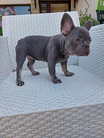Cucciola bulldog francese esotica lilac and tan