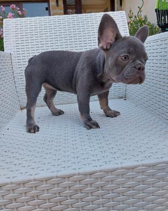 Cucciola bulldog francese esotica lilac and tan