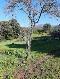 Terreno con Uliveto 1 Ettaro