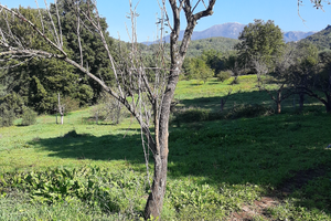 Terreno con Uliveto 1 Ettaro