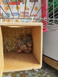 Disponibili giovani cocorite