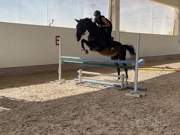 Cavallo per salto ostacoli