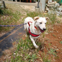 Magnifico cucciolo di 10 mesi