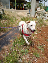 Magnifico cucciolo di 10 mesi