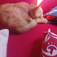 Gattini nati il 6 aprile