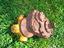 Immagine 1
