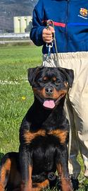 Rottweiler