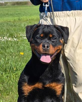 Rottweiler
