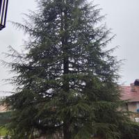 Albero intero 