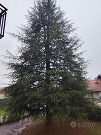 Albero intero 