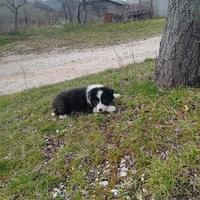 Cucciola pura border collie 60 gg