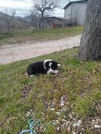 Cucciola pura border collie 60 gg