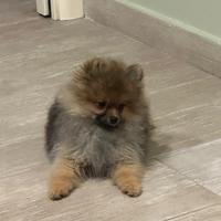 Spitz