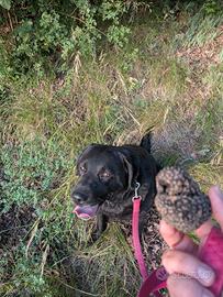 Cane da tartufo