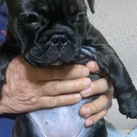Bulldog francese bringee