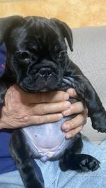 Bulldog francese bringee