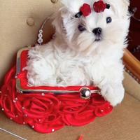 Maltese coreano maschietto