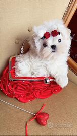 Maltese coreano maschietto