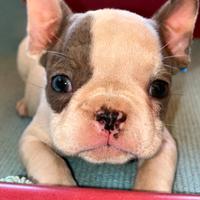 Bulldog francese