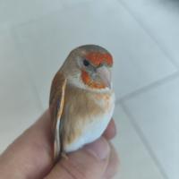 Incardellato maschio da cardellino Bruno