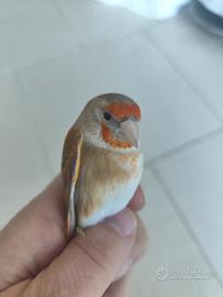 Incardellato maschio da cardellino Bruno