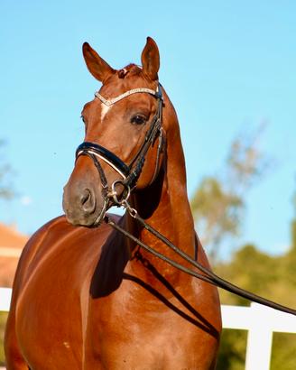 Cavallo da dressage