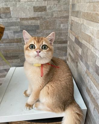 British Shorthair