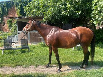 Cavallo