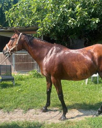 Cavallo