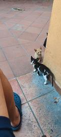 gattini 