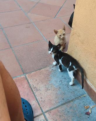 gattini 