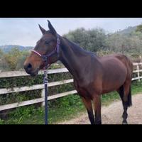 Vendita cavallo privato