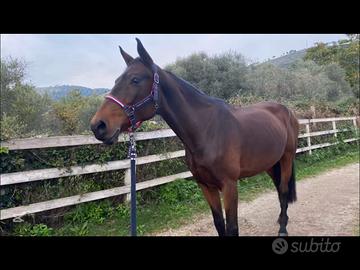 Vendita cavallo privato