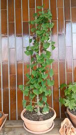 Bonsai di Ginkgo Biloba