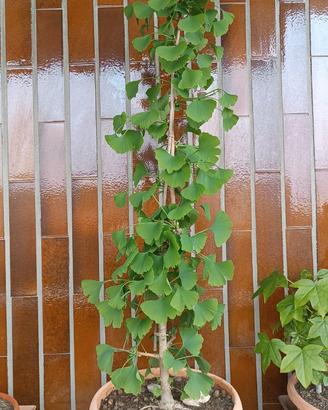 Bonsai di Ginkgo Biloba