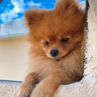 Volpino Pomerania adulto maschio