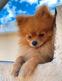 Volpino Pomerania adulto maschio