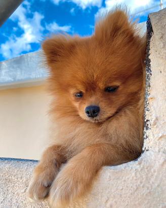 Volpino Pomerania adulto maschio