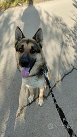 Incrocio Pastore tedesco