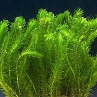pianta acquario piante