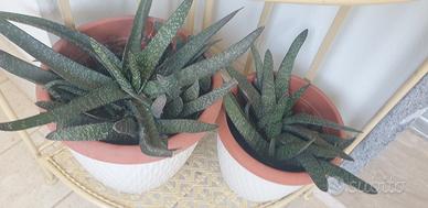 Piante grasse
