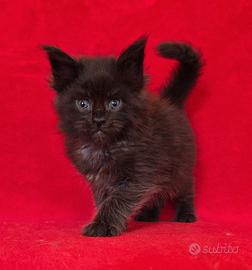 Femminuccia tital black