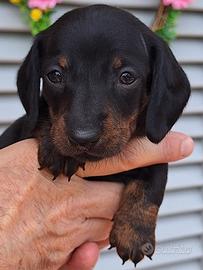 Bassotto tigrato nero focato