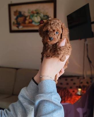 cuccioli Barboncino Toy 